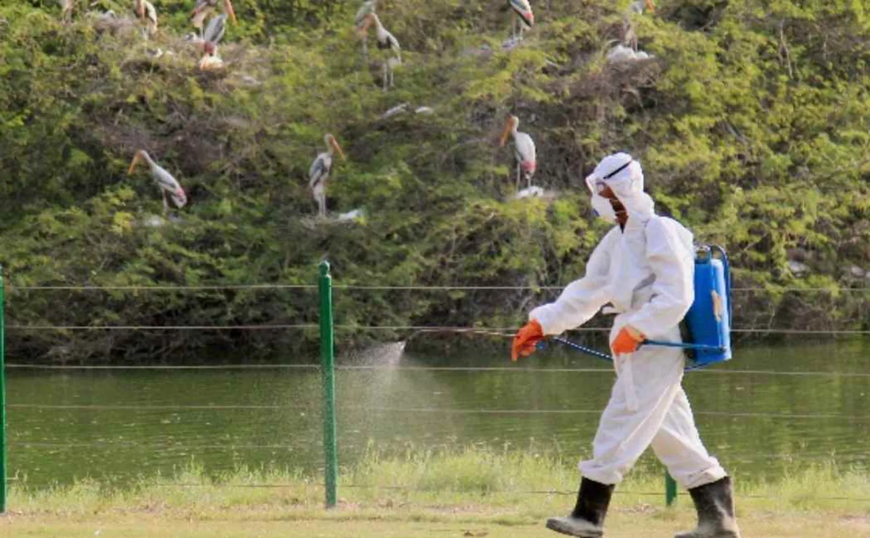 bird flu